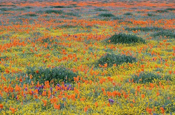 California-Mojave Desert California poppy super bloom